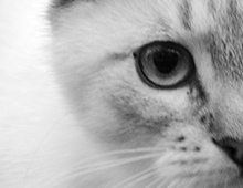 Kitty