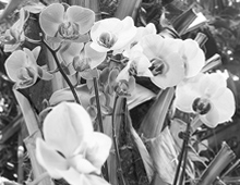 Orchid