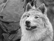 Wolf_exgibition